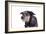 Mutt-Fabio Petroni-Framed Photographic Print