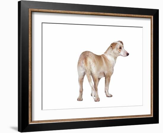 Mutt-Fabio Petroni-Framed Photographic Print