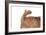 Mutt-Fabio Petroni-Framed Photographic Print