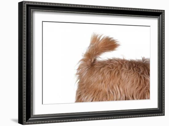 Mutt-Fabio Petroni-Framed Photographic Print