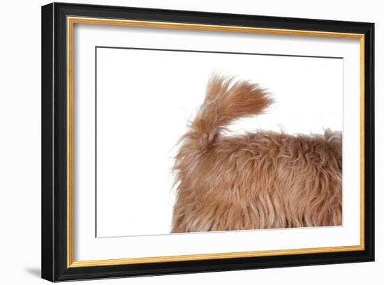 Mutt-Fabio Petroni-Framed Photographic Print