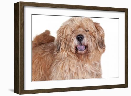 Mutt-Fabio Petroni-Framed Photographic Print