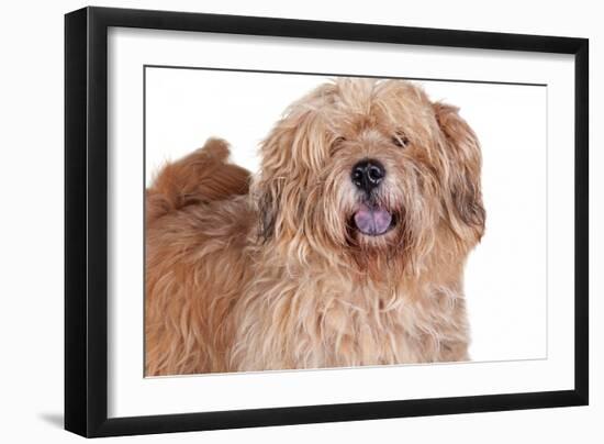 Mutt-Fabio Petroni-Framed Photographic Print