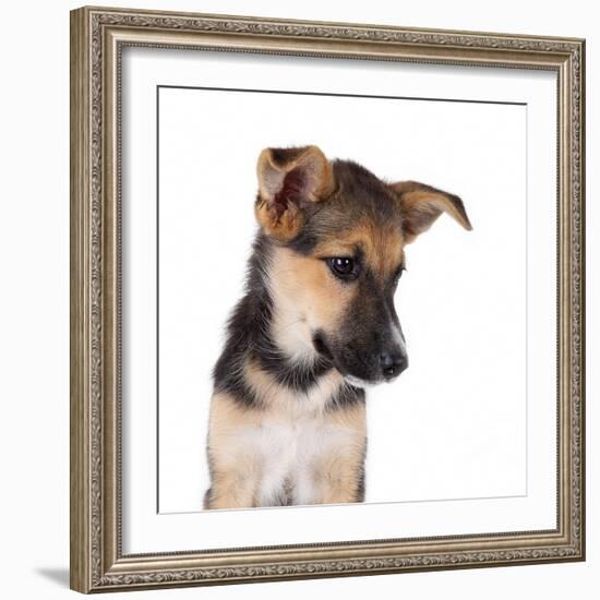 Mutt-Fabio Petroni-Framed Photographic Print