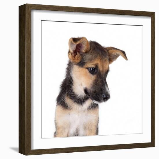 Mutt-Fabio Petroni-Framed Photographic Print