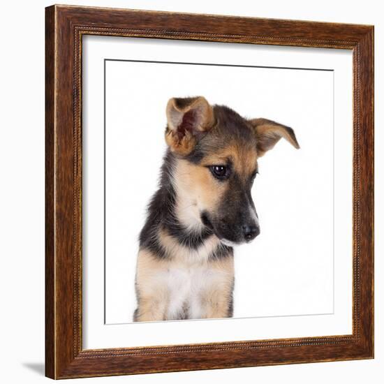 Mutt-Fabio Petroni-Framed Photographic Print