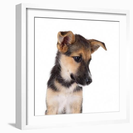 Mutt-Fabio Petroni-Framed Photographic Print