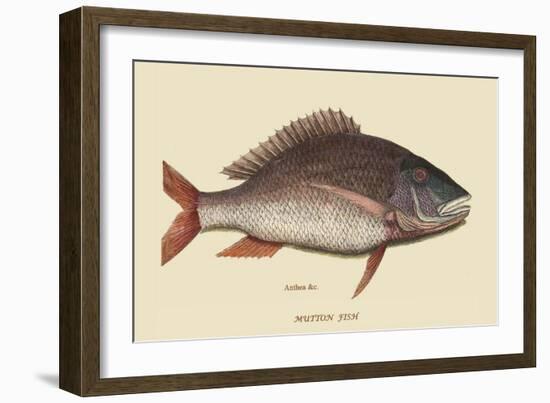 Mutton Fish-Mark Catesby-Framed Art Print