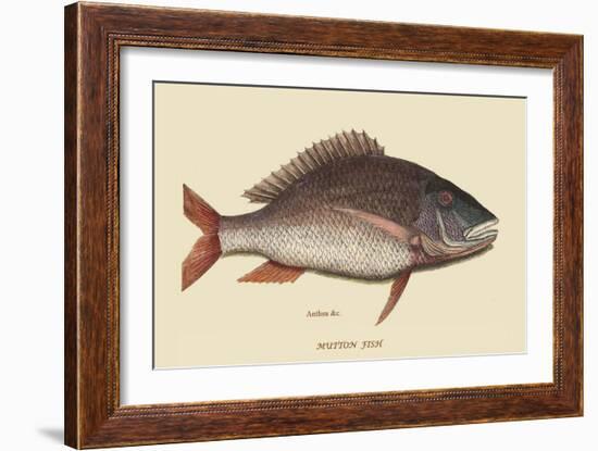 Mutton Fish-Mark Catesby-Framed Art Print