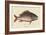 Mutton Fish-Mark Catesby-Framed Art Print