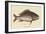 Mutton Fish-Mark Catesby-Framed Art Print