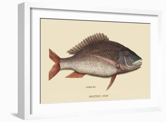 Mutton Fish-Mark Catesby-Framed Art Print