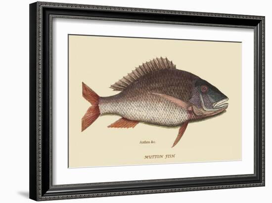 Mutton Fish-Mark Catesby-Framed Art Print