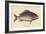 Mutton Fish-Mark Catesby-Framed Art Print