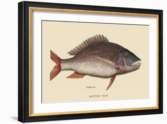 Mutton Fish-Mark Catesby-Framed Art Print