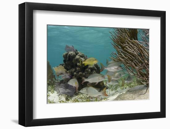 Mutton Snapper and Blue Striped Grunt, Hol Chan Marine Reserve, Belize-Pete Oxford-Framed Photographic Print