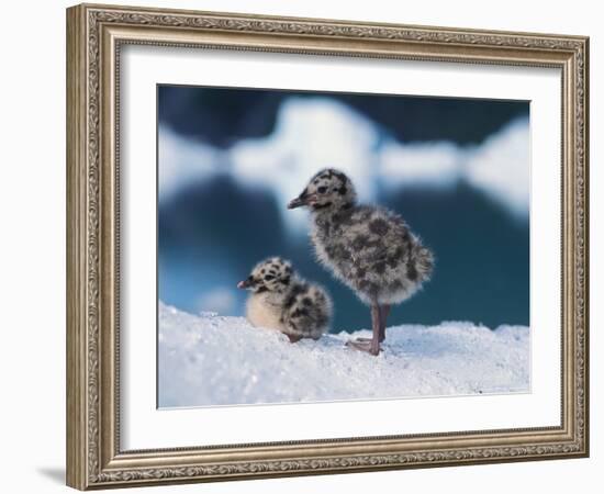 Muw Gull Chicks on an Iceberg at Bear Glacier, Kenai Fjords National Park, Alaska, USA-Steve Kazlowski-Framed Photographic Print