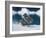 Muw Gull Chicks on an Iceberg at Bear Glacier, Kenai Fjords National Park, Alaska, USA-Steve Kazlowski-Framed Photographic Print