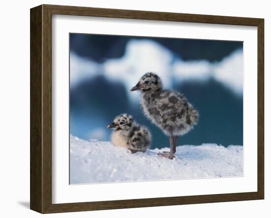 Muw Gull Chicks on an Iceberg at Bear Glacier, Kenai Fjords National Park, Alaska, USA-Steve Kazlowski-Framed Photographic Print