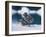 Muw Gull Chicks on an Iceberg at Bear Glacier, Kenai Fjords National Park, Alaska, USA-Steve Kazlowski-Framed Photographic Print