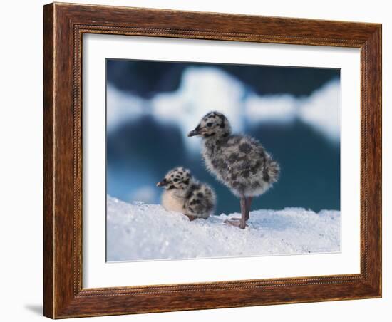 Muw Gull Chicks on an Iceberg at Bear Glacier, Kenai Fjords National Park, Alaska, USA-Steve Kazlowski-Framed Photographic Print