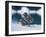 Muw Gull Chicks on an Iceberg at Bear Glacier, Kenai Fjords National Park, Alaska, USA-Steve Kazlowski-Framed Photographic Print