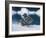 Muw Gull Chicks on an Iceberg at Bear Glacier, Kenai Fjords National Park, Alaska, USA-Steve Kazlowski-Framed Photographic Print