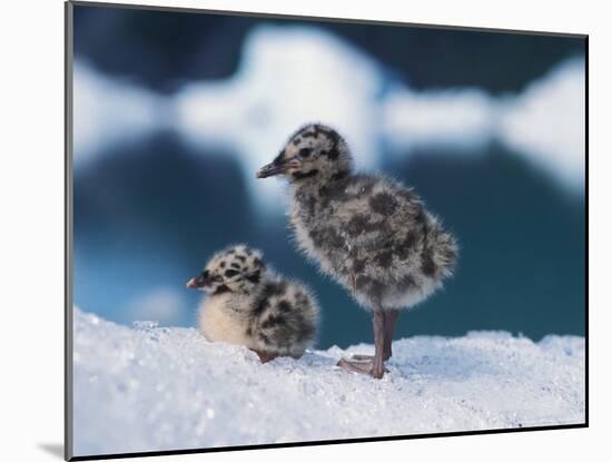 Muw Gull Chicks on an Iceberg at Bear Glacier, Kenai Fjords National Park, Alaska, USA-Steve Kazlowski-Mounted Photographic Print