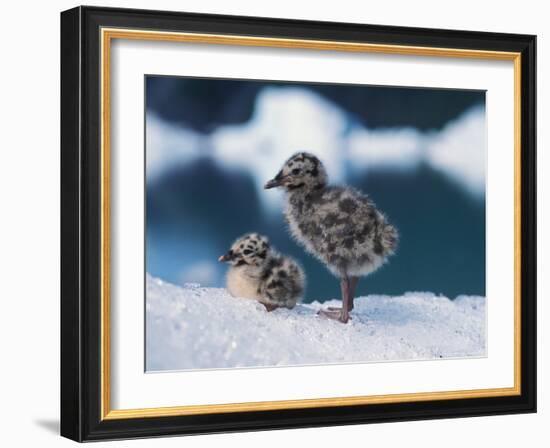 Muw Gull Chicks on an Iceberg at Bear Glacier, Kenai Fjords National Park, Alaska, USA-Steve Kazlowski-Framed Photographic Print