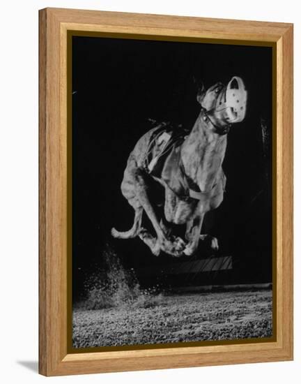 Muzzled Greyhound Captured at Full Speed by High Speed Camera in Race at Wonderland Track-Gjon Mili-Framed Premier Image Canvas