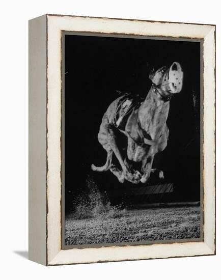 Muzzled Greyhound Captured at Full Speed by High Speed Camera in Race at Wonderland Track-Gjon Mili-Framed Premier Image Canvas