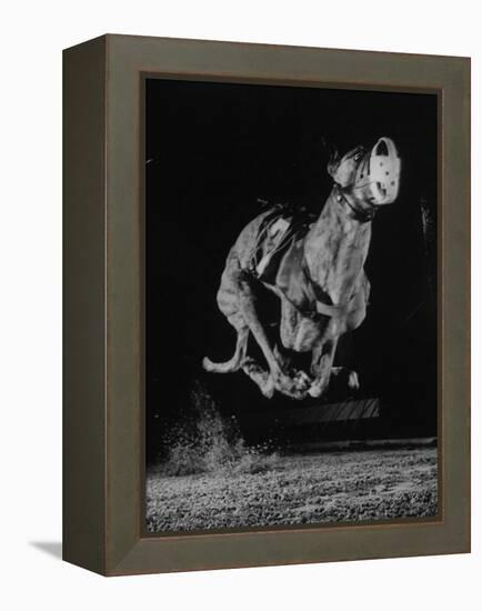 Muzzled Greyhound Captured at Full Speed by High Speed Camera in Race at Wonderland Track-Gjon Mili-Framed Premier Image Canvas