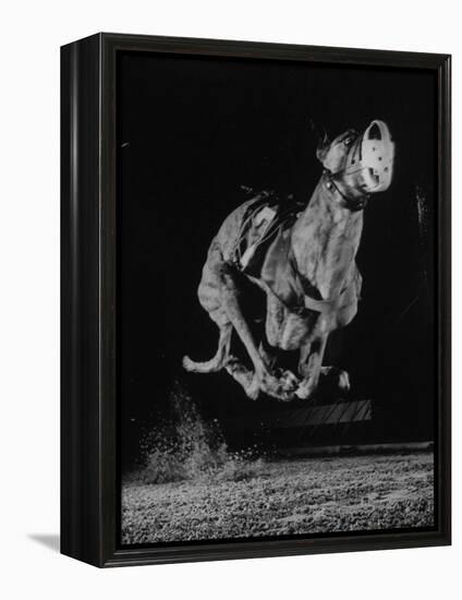 Muzzled Greyhound Captured at Full Speed by High Speed Camera in Race at Wonderland Track-Gjon Mili-Framed Premier Image Canvas