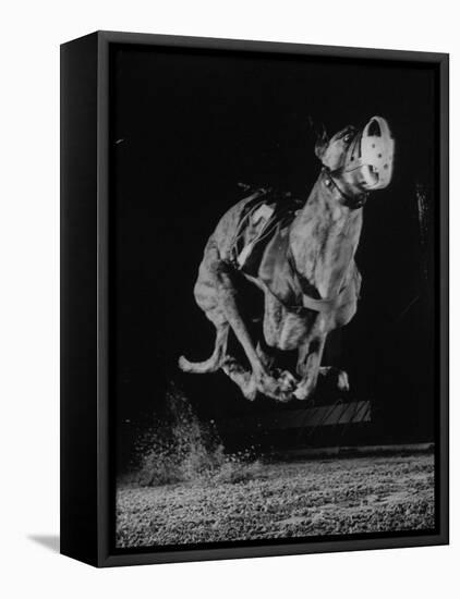 Muzzled Greyhound Captured at Full Speed by High Speed Camera in Race at Wonderland Track-Gjon Mili-Framed Premier Image Canvas