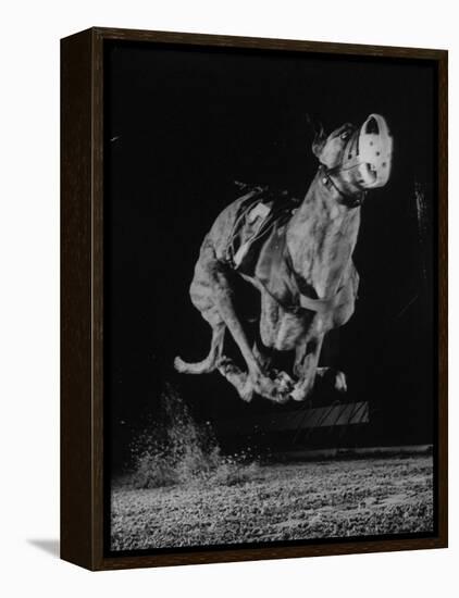 Muzzled Greyhound Captured at Full Speed by High Speed Camera in Race at Wonderland Track-Gjon Mili-Framed Premier Image Canvas