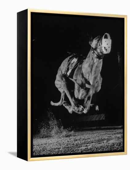 Muzzled Greyhound Captured at Full Speed by High Speed Camera in Race at Wonderland Track-Gjon Mili-Framed Premier Image Canvas