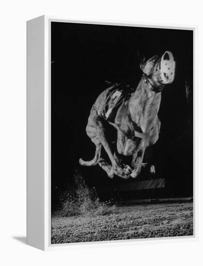 Muzzled Greyhound Captured at Full Speed by High Speed Camera in Race at Wonderland Track-Gjon Mili-Framed Premier Image Canvas