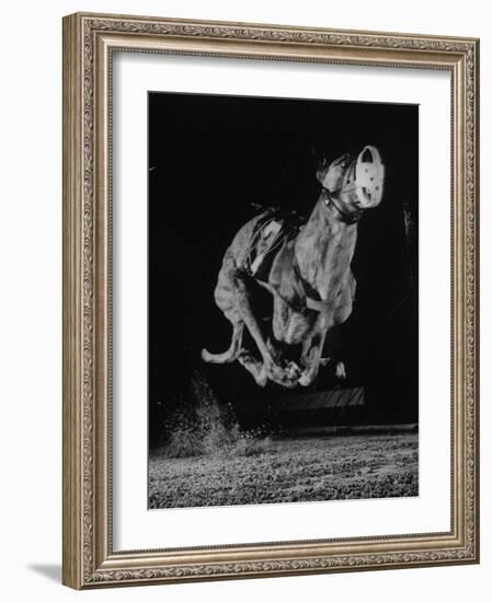 Muzzled Greyhound Captured at Full Speed by High Speed Camera in Race at Wonderland Track-Gjon Mili-Framed Photographic Print