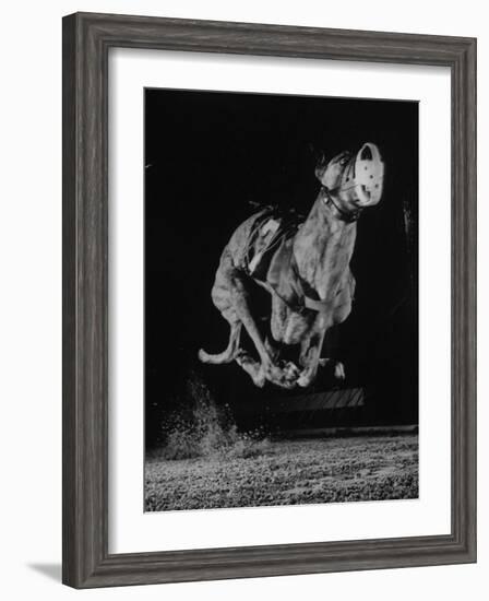 Muzzled Greyhound Captured at Full Speed by High Speed Camera in Race at Wonderland Track-Gjon Mili-Framed Photographic Print