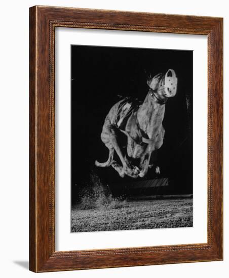 Muzzled Greyhound Captured at Full Speed by High Speed Camera in Race at Wonderland Track-Gjon Mili-Framed Photographic Print