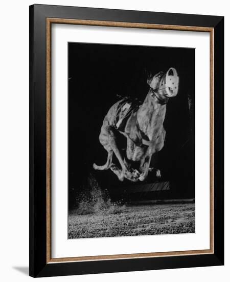 Muzzled Greyhound Captured at Full Speed by High Speed Camera in Race at Wonderland Track-Gjon Mili-Framed Photographic Print