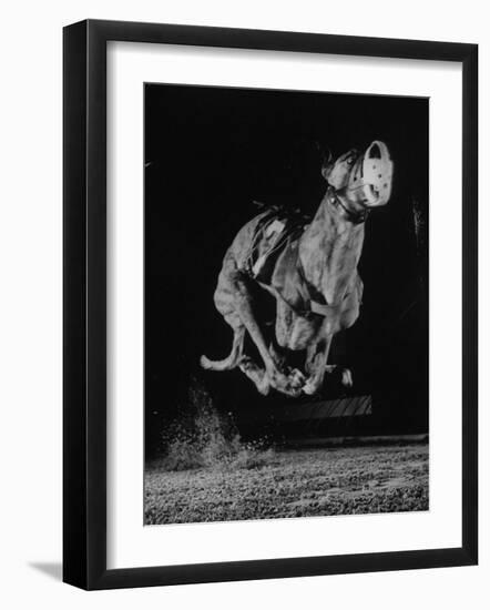 Muzzled Greyhound Captured at Full Speed by High Speed Camera in Race at Wonderland Track-Gjon Mili-Framed Photographic Print