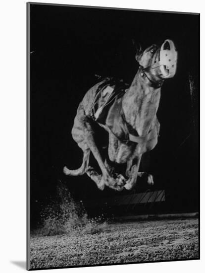 Muzzled Greyhound Captured at Full Speed by High Speed Camera in Race at Wonderland Track-Gjon Mili-Mounted Photographic Print