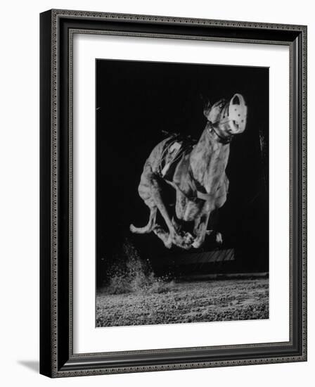 Muzzled Greyhound Captured at Full Speed by High Speed Camera in Race at Wonderland Track-Gjon Mili-Framed Photographic Print