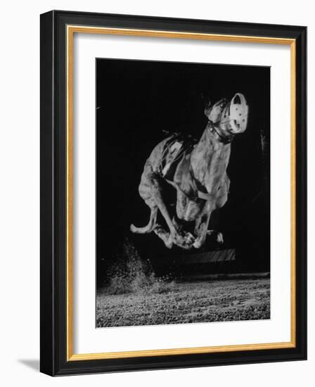 Muzzled Greyhound Captured at Full Speed by High Speed Camera in Race at Wonderland Track-Gjon Mili-Framed Photographic Print