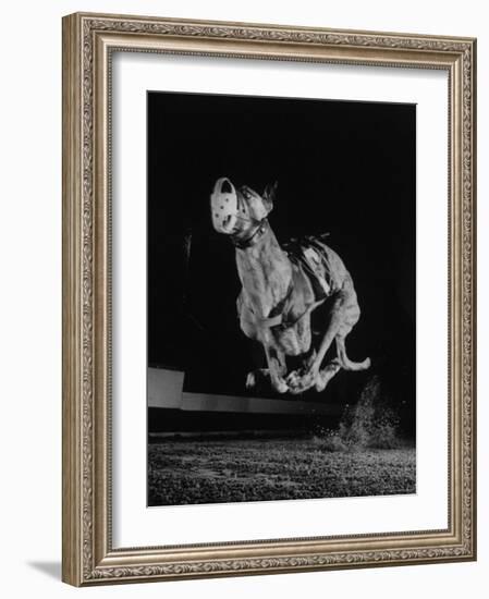Muzzled Greyhound Captured at Full Speed by High Speed Camera in Race at Wonderland Track-Gjon Mili-Framed Photographic Print