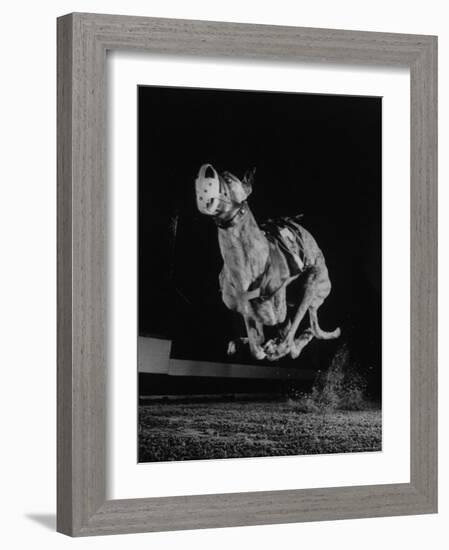 Muzzled Greyhound Captured at Full Speed by High Speed Camera in Race at Wonderland Track-Gjon Mili-Framed Photographic Print