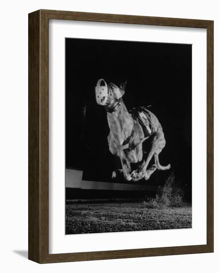 Muzzled Greyhound Captured at Full Speed by High Speed Camera in Race at Wonderland Track-Gjon Mili-Framed Photographic Print