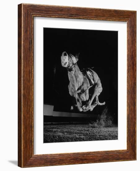 Muzzled Greyhound Captured at Full Speed by High Speed Camera in Race at Wonderland Track-Gjon Mili-Framed Photographic Print