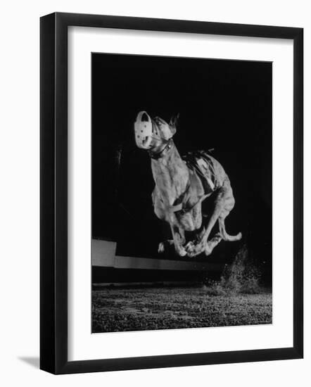 Muzzled Greyhound Captured at Full Speed by High Speed Camera in Race at Wonderland Track-Gjon Mili-Framed Photographic Print